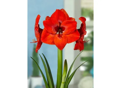 Hippeastrum: how to care for and keep them flowering - Gardens Illustrated