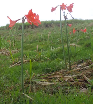 HIPPEASTRUM (AMARYLLIS UNIQUE) DOUBLE FLOWERING 'AMARANTIA' 34/36 CM. (6  P.OPEN TOP BOX) | Rotex Flowerbulbs BV