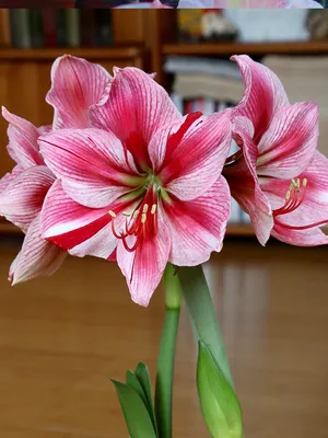 HIPPEASTRUM (AMARYLLIS UNIQUE) LARGE FLOWERING 'PLEASURE' 34/36 CM. (6  P.OPEN TOP BOX) | Rotex Flowerbulbs BV