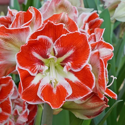 Hippeastrum -Amaryllis mixed/two colours -Red and Red with white stripe 10  seeds | eBay