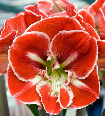 Hippeastrum 'Estella'