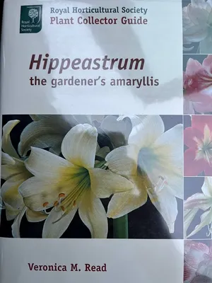 Hippeastrum Holland - Triple Flowering 'Ice Queen' Amaryllis from Leo  Berbee Bulb Company