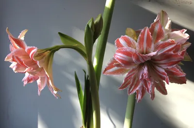 Amaryllis 'Samba' (Hippeastrum)