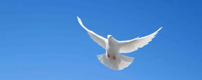 Птица голубя голубя, изолированный голубь Стоковое Фото - изображение  насчитывающей влюбленность, вихрун: 101334660