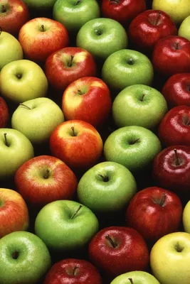 Осенняя яблоня с красными яблоками - 70 фото