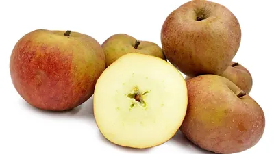 Яблоня с золотыми яблоками | СПДС «Колосок» ГБОУ СОШ пос. Комсомольский