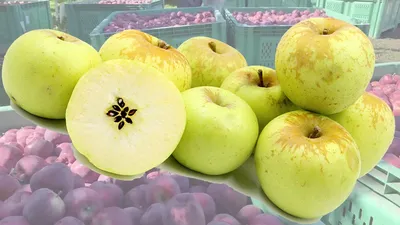 Рисование «Яблоня с золотыми яблоками»