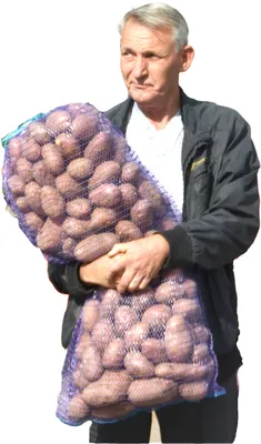 Картошка | Пикабу