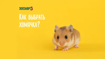 Исследование: хомяков назвали главными пьяницами на планете | Sobaka.ru