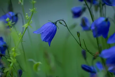 Колокольчик персиколистный 'Takion Blue' | Саженцы многолетних цветов в  Москве и МО