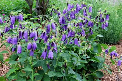 Колокольчик скученный синий (Campanula Glomerata)