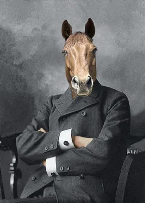Конь в пальто (37 фото) | Изображение животного, Шетландские пони, Портреты  мужчин