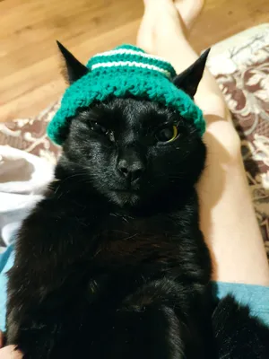 Недовольный кот в шапке | Георгий Благодарный | Дзен