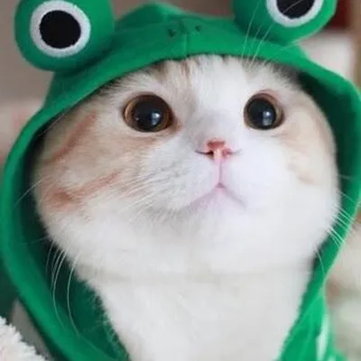 Кот, в шарфе, в новогодней шапке, …» — создано в Шедевруме