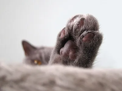 Перчатки лапки кошки теплые осенние без пальцев Зажигай! 85607016 купить за  342 ₽ в интернет-магазине Wildberries