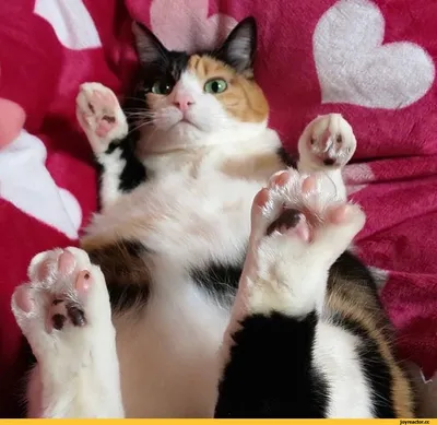 Перчатки без пальцев аниме митенки лапки кошки для косплея - купить по  доступным ценам в интернет-магазине OZON (840300025)