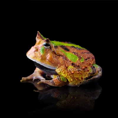 Хвастливая лягушка — Улус Медиа