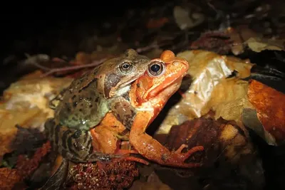 Как зимуют лягушки в воде и на суше