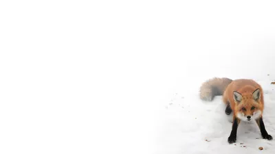 Вид Сбоку Рыжего Лиса, 1 Год, Стоящего На Задних Лапах На Белом Фоне  Фотография, картинки, изображения и сток-фотография без роялти. Image  7121178