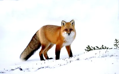 красная лиса зимой. стоковое фото. изображение насчитывающей млекопитающее  - 230068558