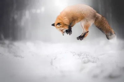 Лиса зимой. Фотограф Багурский Алексей