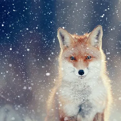 Как дикие лисы полюбили русского фотографа и сделали его знаменитым - Узнай  Россию