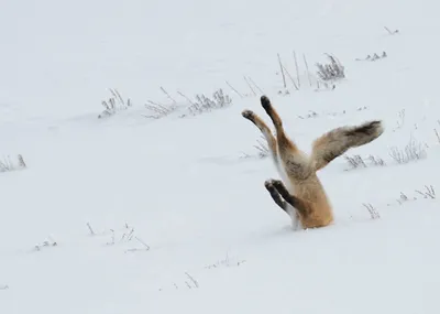 winter #лиса #зима #fox #nice #pretty #animals #животные #зверушки #снег  #милота #snow | Pet fox, Wild dogs, Animals beautiful