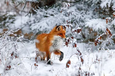Рыжая лисица зимой Stock Photo | Adobe Stock