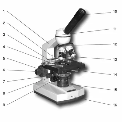 Картинка микроскопа без обозначений фотографии