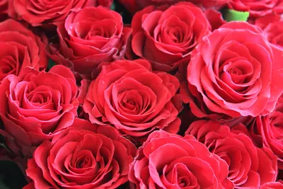 Купить фотообои Красные розы «Миллион алых роз» | PINEGIN
