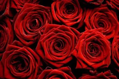 Миллион алых роз: правдивая история несчастного художника Нико Пиросмани |  PERSONA | Дзен
