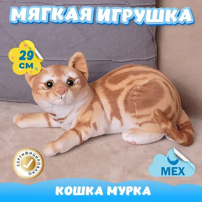 Купить Милый котик с доставкой в Краснодаре