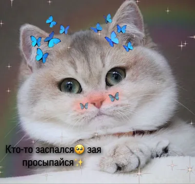 Милый котик (Анастасия Ватрушкина) / Проза.ру
