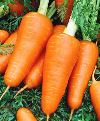 Морковь-мини 200г в Москве, цены: купить Овощи и зелень с доставкой