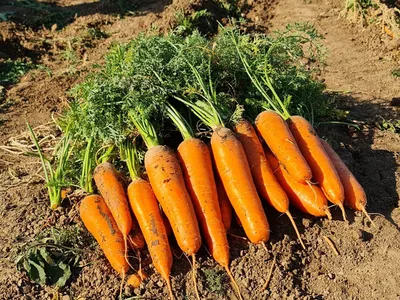 Морковь (лат. Daucus carota subsp. sativus) – тема научной статьи по наукам  о здоровье читайте бесплатно текст научно-исследовательской работы в  электронной библиотеке КиберЛенинка