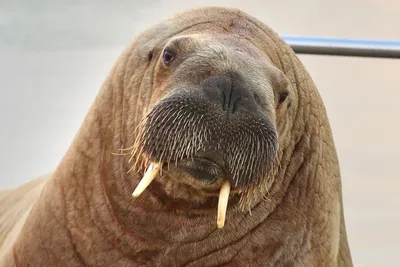 На берегу Балтийского моря обнаружили моржа - Delfi RU