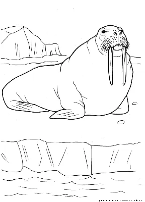 Единственные на планете. Что известно о лежбище моржей на Ямале | ОБЩЕСТВО:  События | ОБЩЕСТВО | АиФ Ямал
