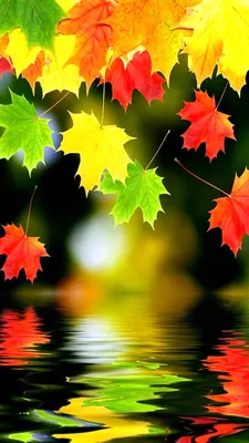Ну, здравствуй, осень! 127 картинок на телефон, аву и просто для настроения  🍁 | Autumn photography, Fall wallpaper, Autumn theme