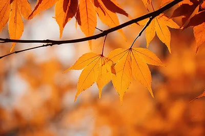 Идеи на тему «Золотая осень» (87) | осенние картинки, осенний пейзаж,  осенние виды