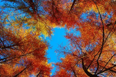 Осенние картинки на аву (87 фото)