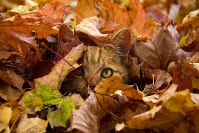 Дорога Покрытая Осенними Листьями — стоковые фотографии и другие картинки  Осень - Осень, Фоновые изображения, Ландшафт - iStock