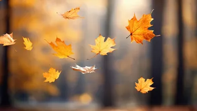 ч '•i1 / красивые картинки :: Осень :: Природа :: Кликабельно :: листья -  JoyReactor