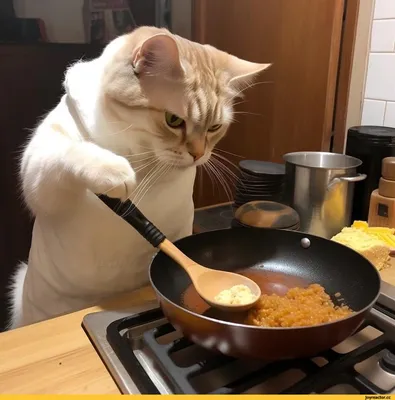 Рубрика «Найдите кота на кухне»! Шучу, просто когда создавали этот проект,  учитывали пожелания питомцев, подробнее ниже 👇 Всем привет ✋… | Instagram