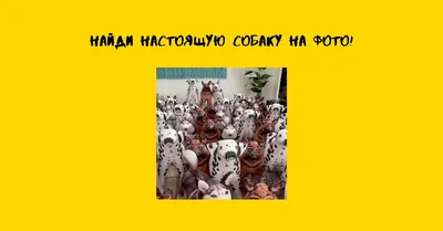 Книжка \"Посмотри и найди. Собаки и коты\" 104066 (ID#1716600157), цена: 298  ₴, купить на Prom.ua