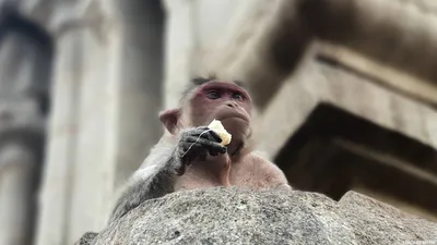Картинка обезьяна с гранатой фотографии
