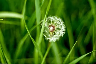 Биологи обнаружили, что семена одуванчика предпочитают разные направления  ветра
