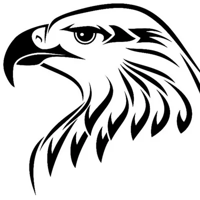Картинка орла черно белая фотографии