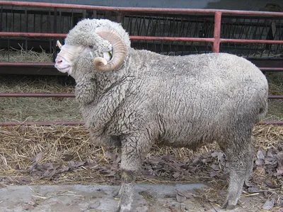 Асканийская овца — Википедия