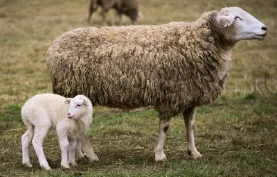 Австралийские фермеры используют приложение для определения болезней овец |  Ветеринария и жизнь