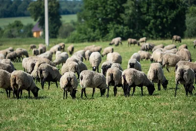 Шароле овца, заказать из Европы - ТД Эльстадо